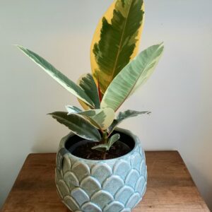 Geb & Green - Ficus ‘Tineke’