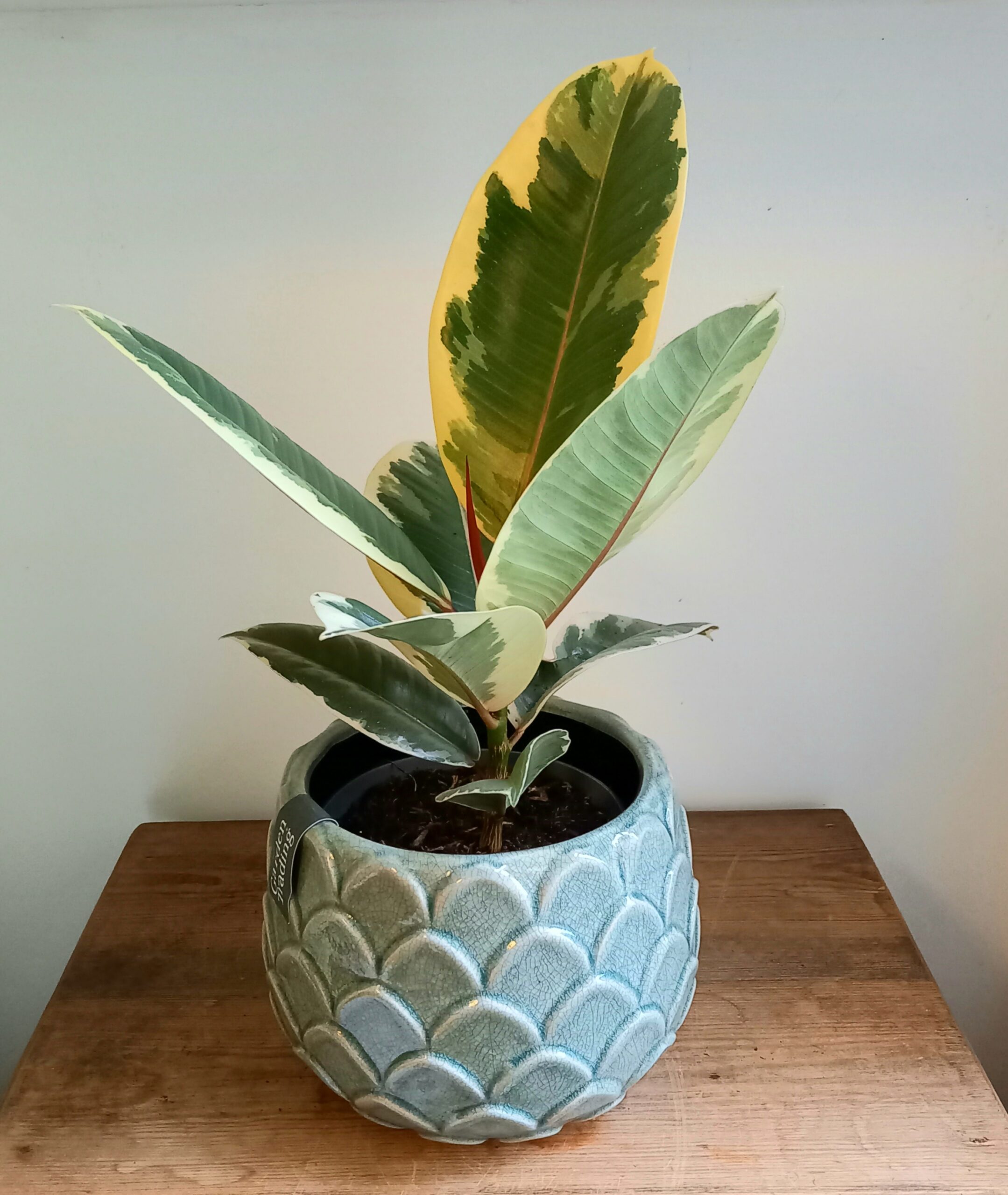 Geb & Green - Ficus ‘Tineke’