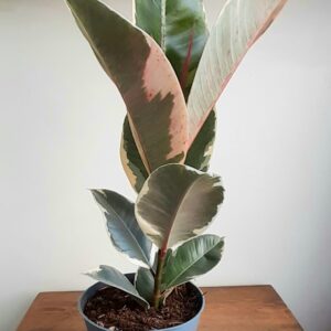 Ficus 'Tineke'