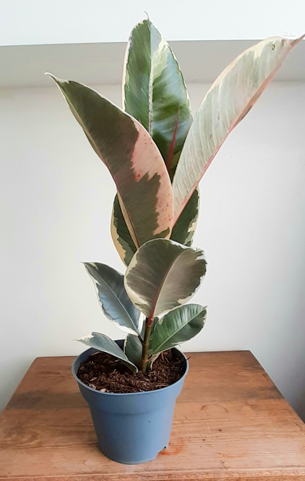 Ficus 'Tineke'