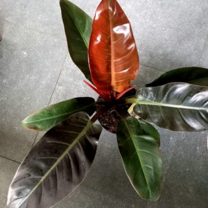 Geb & Green Philodendron 'Imperial Red'