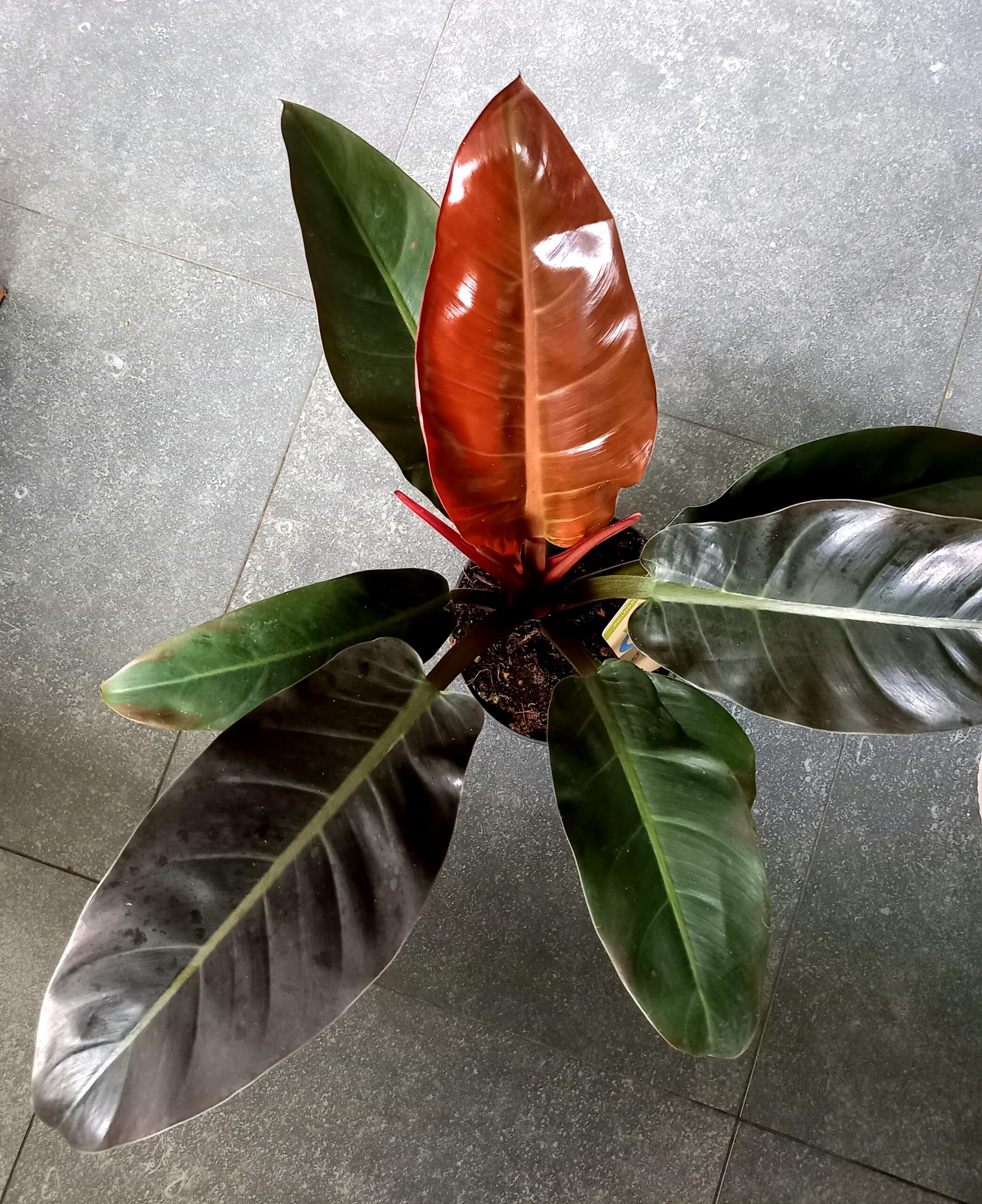 Geb & Green Philodendron 'Imperial Red'