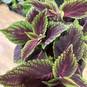 Coleus ‘Ruby Road’