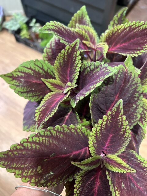 Coleus ‘Ruby Road’