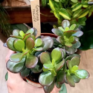 Crassula minor