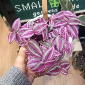 Tradescantia ‘Pink Paradise’