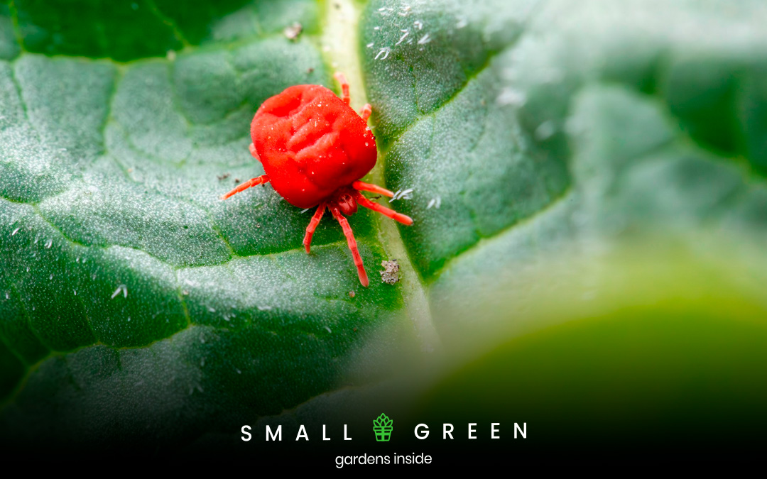 Red spider mites