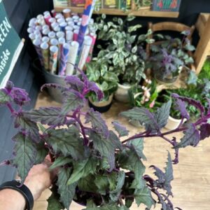 Gynura aurantiaca ‘Purple Passion’