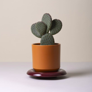 Bergs Lily Tangerine Pot