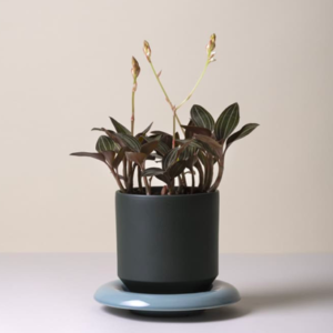 Bergs Lily Forest Pot