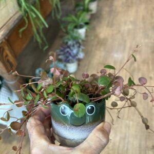 Peperomia ‘Pepperspot’