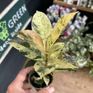 Ficus ‘Schrijveriana’