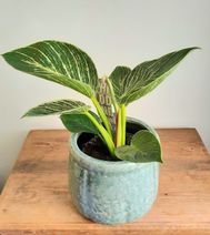 Philodendron 'Birkin'