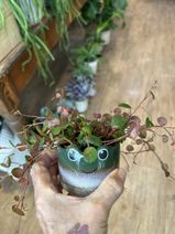Peperomia 'Pepperspot'